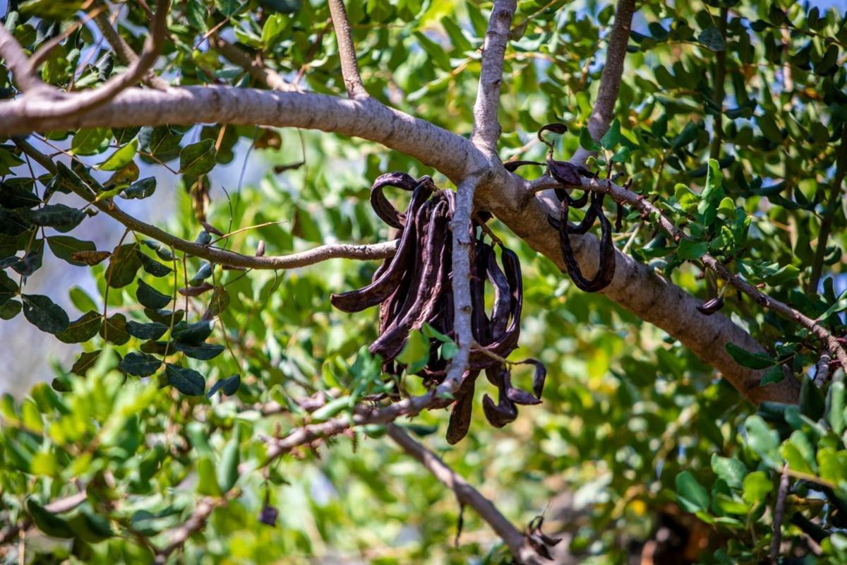 Finca Rural Es Pujol سويير المظهر الخارجي الصورة