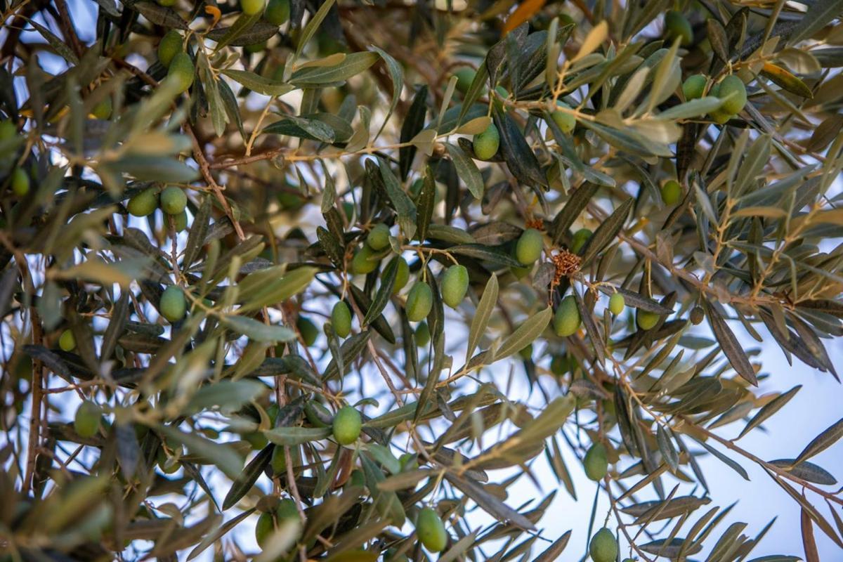Finca Rural Es Pujol سويير المظهر الخارجي الصورة