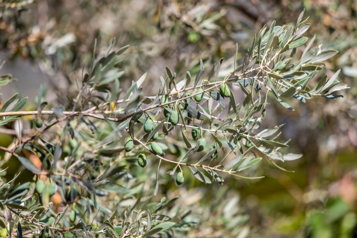 Finca Rural Es Pujol سويير المظهر الخارجي الصورة